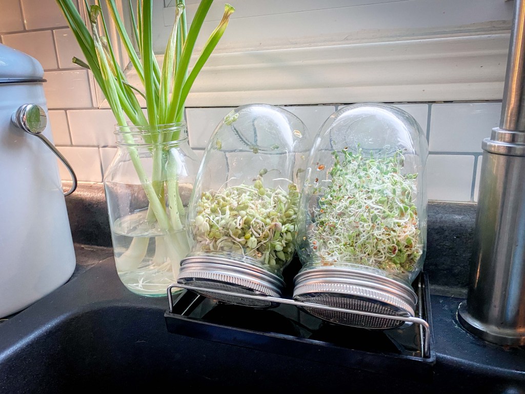 Grow Your Own&nbsp;Microgreens