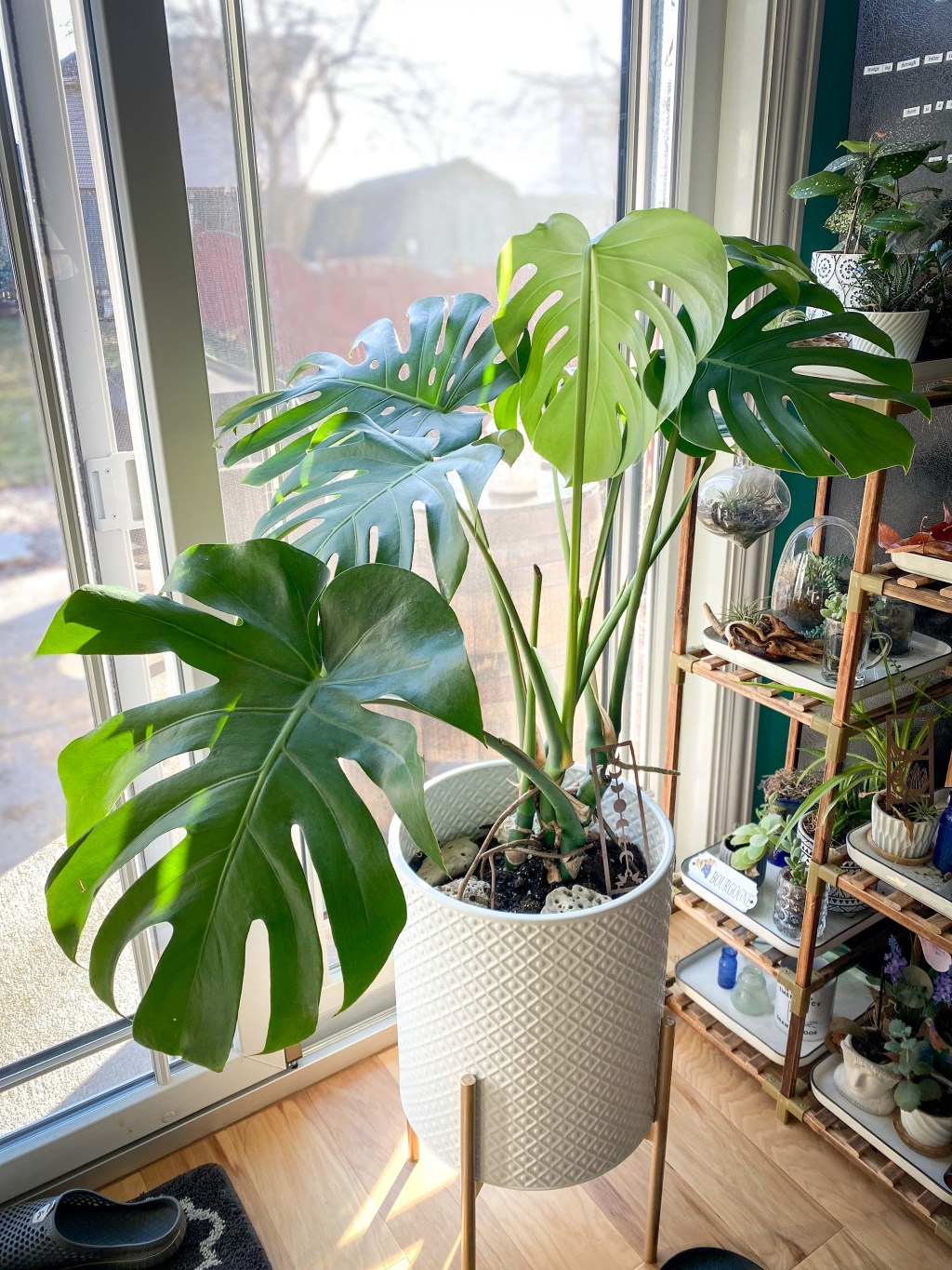 Plants Make Me&nbsp;Happy