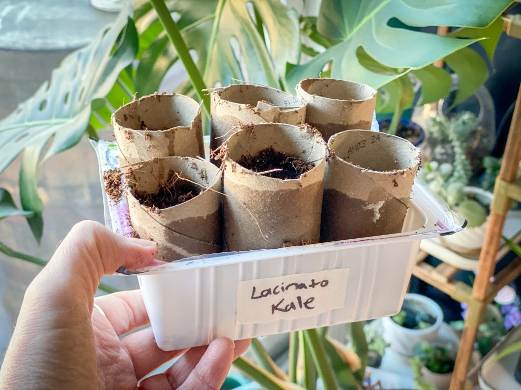 It all Started with a&nbsp;Seed