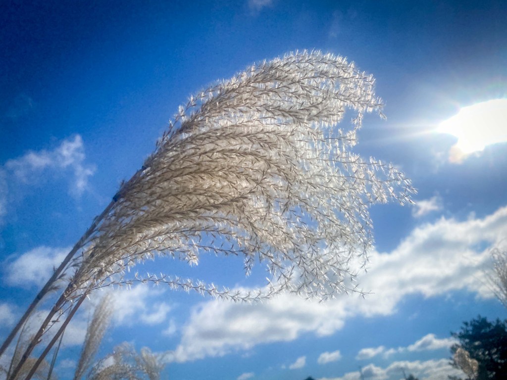 The Ups and Downs of my Mom’s Health